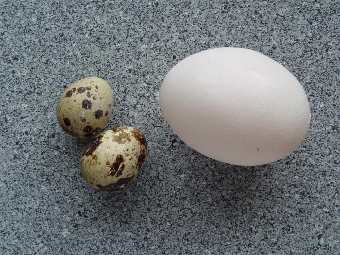 пищевая ценность яиц 