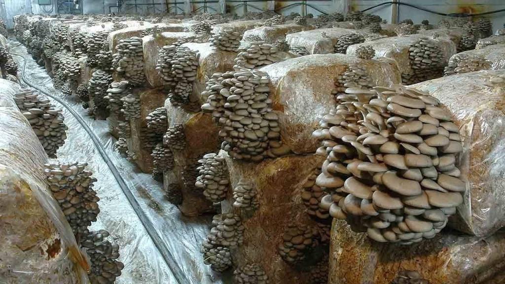 Выращивание грибов в промышленных масштабах