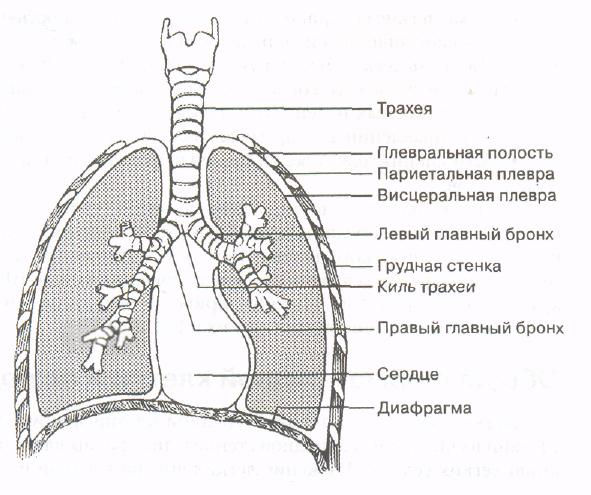 Анатомия плевральной полости