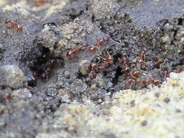 средство от садовых муравьев