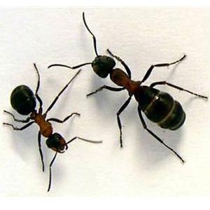 средство от муравьев на огороде