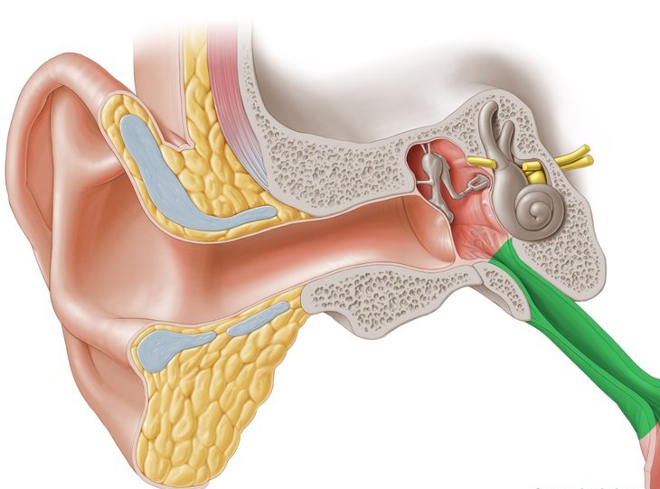 Костная часть слуховой трубы