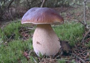 белый гриб польза