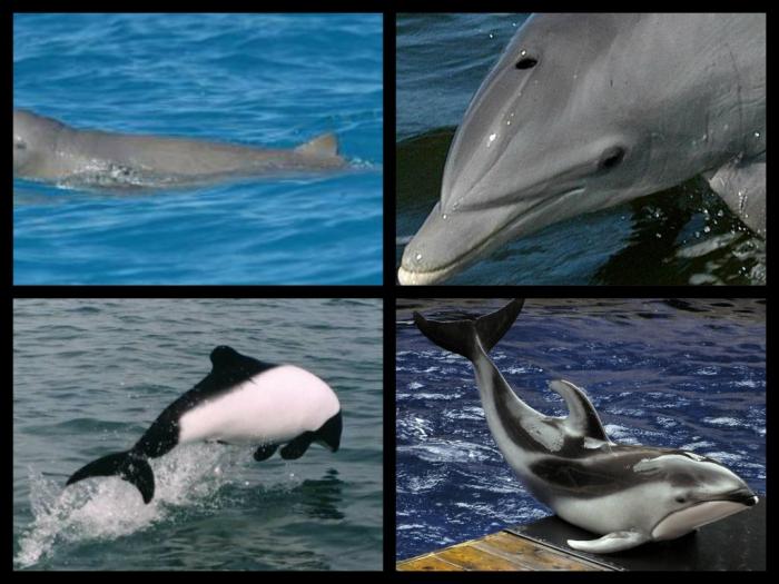морские животные фото и названия