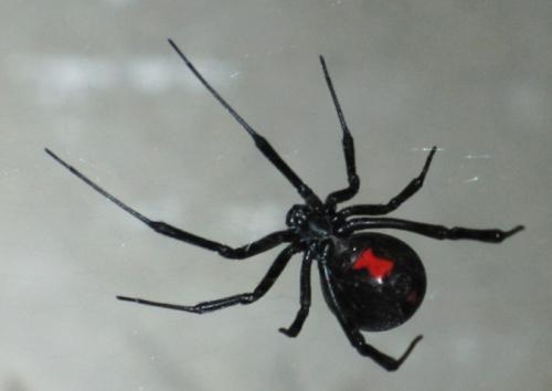 черная вдова паук