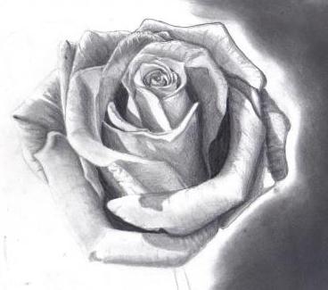 как нарисовать розу простым карандашом на черном фоне