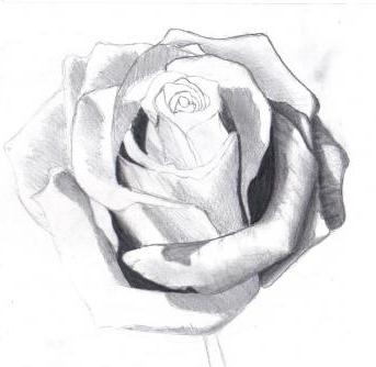 как нарисовать розу карандашами и создать тень