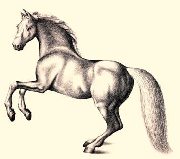 как нарисовать красивую лошадь