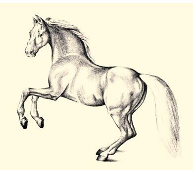 как нарисовать красивую лошадь штриховка