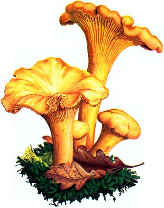грибы съедобные лисички