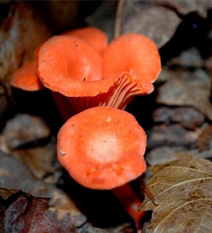 грибы лисички фото ложные