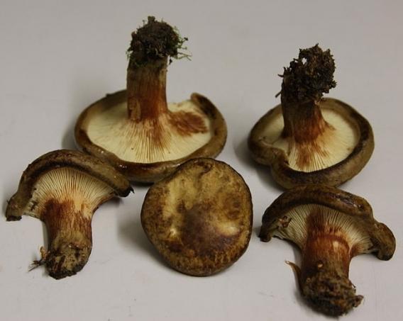 грибы свинушки съедобные