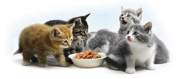 сухой корм для британских кошек 