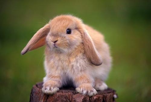 Декоративный кролик сколько живет