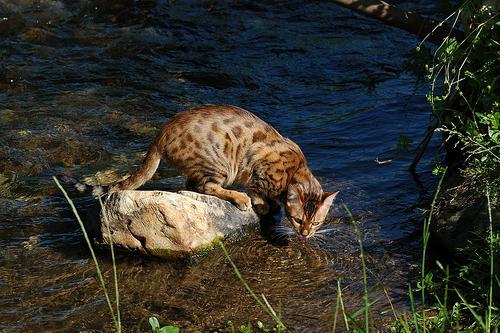 кошка бенгальской породы играет с водой
