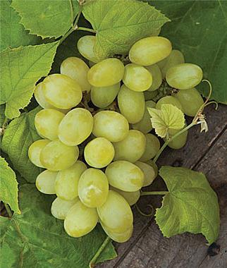как посадить виноград осенью