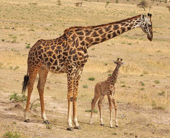 детеныш жирафа