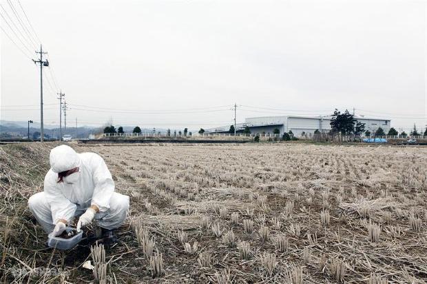 радиоактивное загрязнение почвы чернобыль