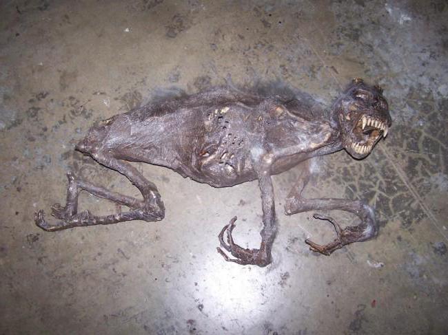 непонятное существо обнаружено в персидском заливе 