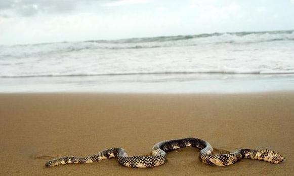 самая ядовитая змея Австралии