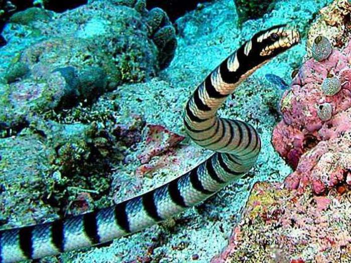 опасная морская змея у берегов Северной Австралии