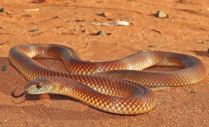морская змея берегов Австралии