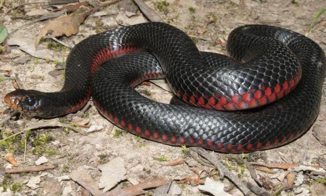 опасная змея Северной Австралии