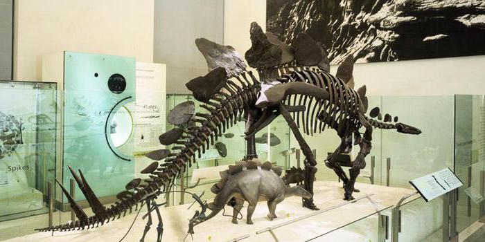 интересные факты о динозаврах