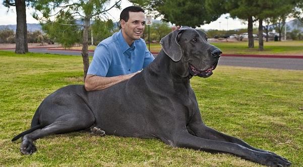 Самые крупные собаки в мире