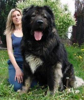 самые крупные собаки мира фото