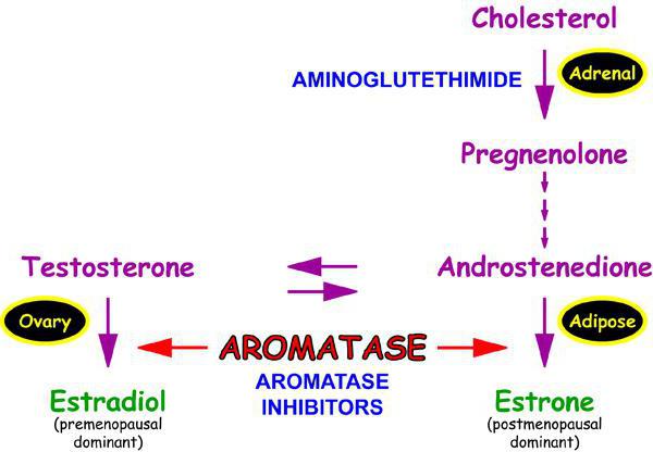 ингибиторы ароматазы