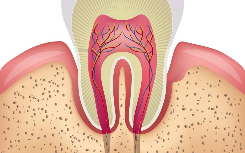 Что такое интактный зуб?