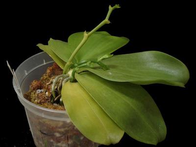 отцвела орхидея фаленопсис