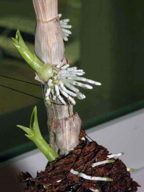  орхидея уход размножение пересадка 