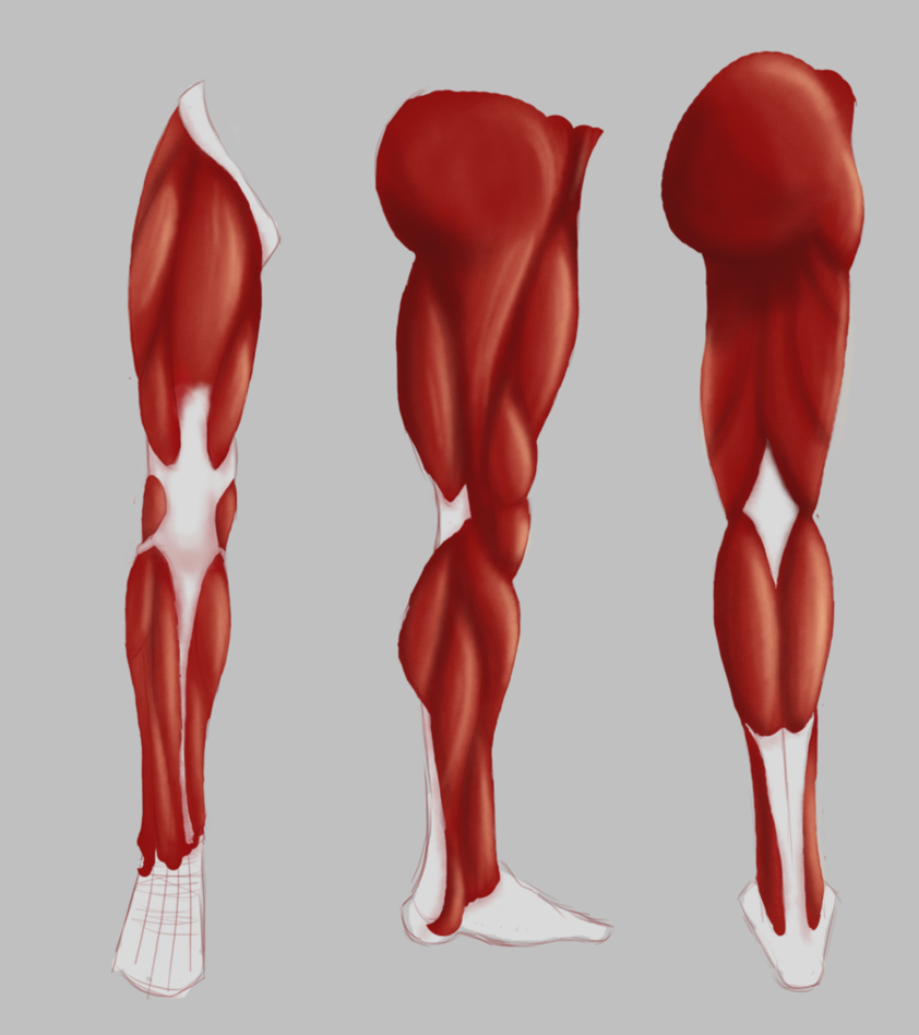 Упражнения для мышц ног в домашних условиях