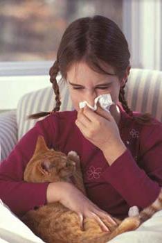 симптом аллергии на кошек
