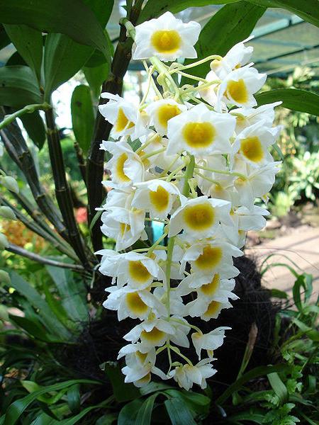 орхидея отцвела что дальше