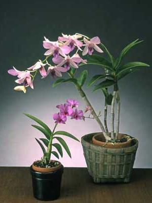 орхидея дендробиум отцвела что делать