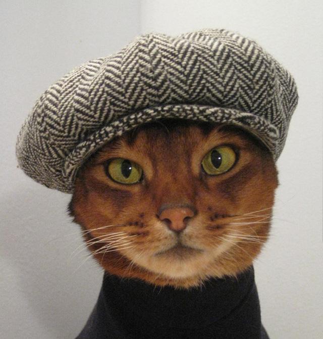 шапка для кота
