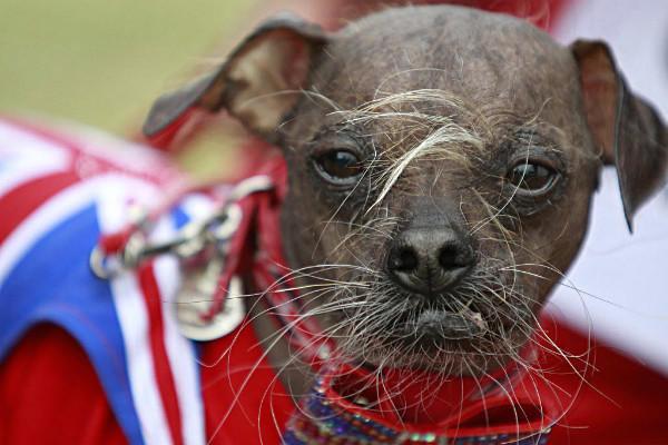 самая страшная собака в мире 2012