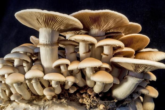 грибы колосовики