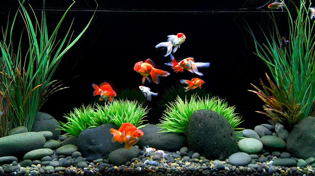 Золотые рыбки в аквариуме