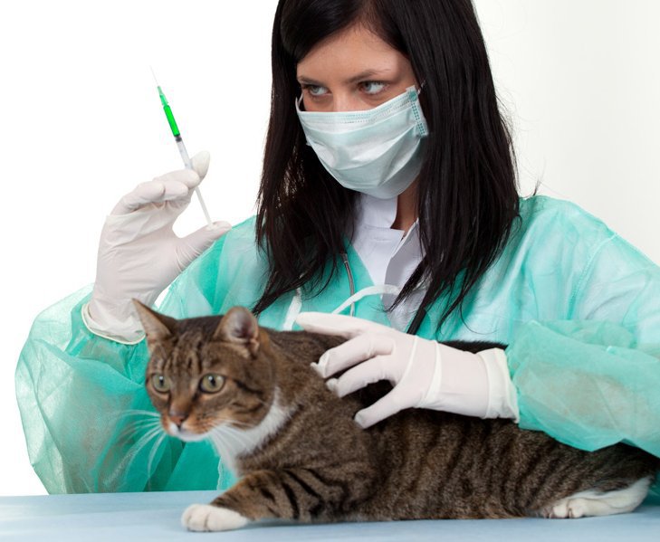 прививка от чумки кошке