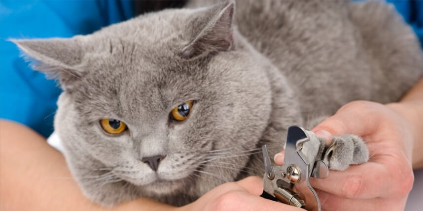 Колпачки на когти кошкам: отзывы владельцев, мнения ветеринаров, назначение и описание с фото