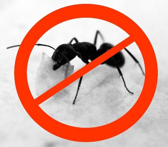 средства борьбы с муравьями