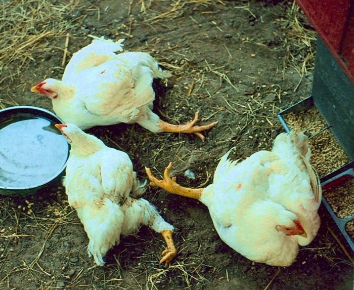 болезни цыплят бройлеров и их лечение