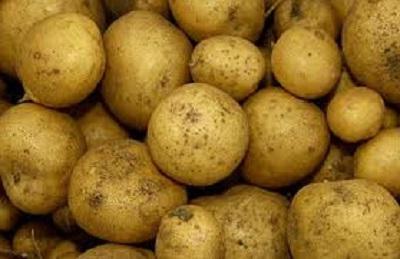 выгодно ли выращивать картофель