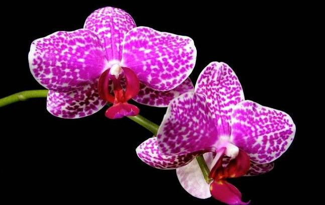 орхидеи фаленопсис как ухаживать