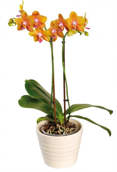 домашняя орхидея фаленопсис
