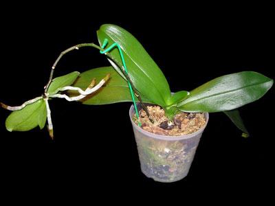 как правильно рассадить орхидею
